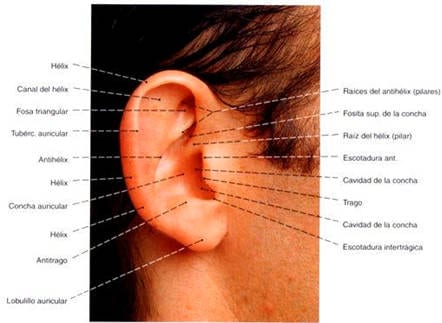 Partes anatómicas de la oreja